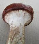 Butterröhrling, Foto 23