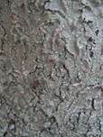 Caperatflechte, Foto 13