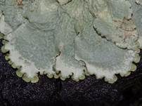 Caperatflechte, Foto 17