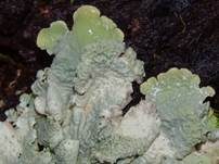 Caperatflechte, Foto 18