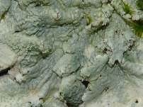 Caperatflechte, Foto 19