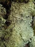 Caperatflechte, Foto 6