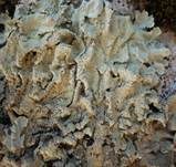 Caperatflechte, Foto 7