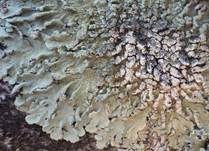Caperatflechte, Foto 8