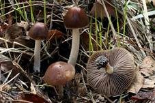 Casca-artiger Faserling, Foto 12