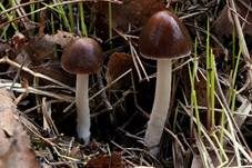 Casca-artiger Faserling, Foto 8