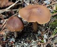 Casca-artiger Faserling, Foto 9