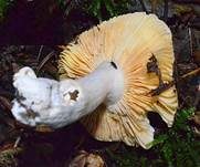 Chamäleontäubling, Foto 6