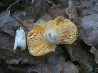 Chamäleontäubling, Foto 9