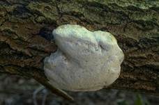 Apfelbaumsaftporling, Foto 7