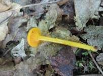 Chromgelber Saftling, Foto 6
