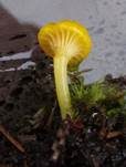 Chromgelber Saftling, Foto 8