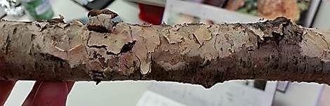 Cremefarbener Zystidenrindenpilz, Foto 6