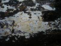 Cremefarbener Zystidenrindenpilz, Foto 7