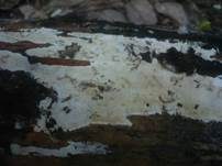 Cremefarbener Zystidenrindenpilz, Foto 9