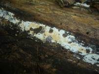 Cremefarbener Zystidenrindenpilz, Foto 11