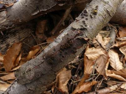 Cytospora-Krebs, Foto 4
