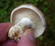 Dichtblättriger Schwärztäubling, Foto 12