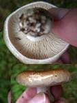 Dichtblättriger Schwärztäubling, Foto 17