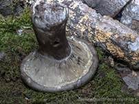 Dichtblättriger Schwärztäubling, Foto 20