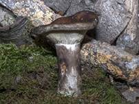 Dichtblättriger Schwärztäubling, Foto 26