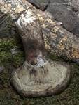 Dichtblättriger Schwärztäubling, Foto 27