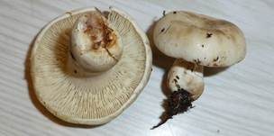 Dichtblättriger Schwärztäubling, Foto 6
