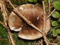 Dichtblättriger Schwärztäubling, Foto 8