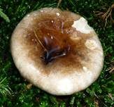 Dichtblättriger Schwärztäubling, Foto 10