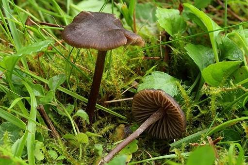Dickblättriger Glöckling, Foto 3