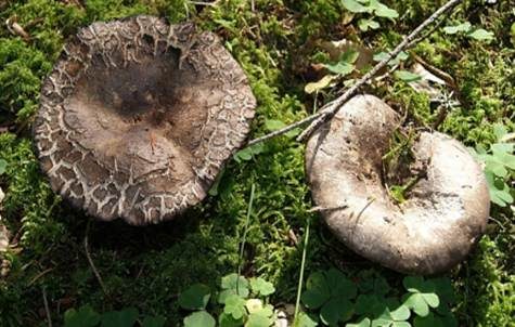 Dickblättriger Schwärztäubling, Foto 2