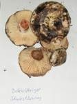 Dickblättriger Schwärztäubling, Foto 13