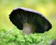 Dickblättriger Schwärztäubling, Foto 15