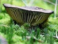 Dickblättriger Schwärztäubling, Foto 16