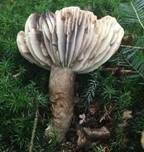 Dickblättriger Schwärztäubling, Foto 17