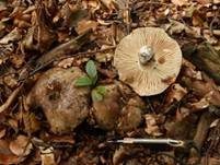 Dickblättriger Schwärztäubling, Foto 18