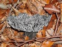Dickblättriger Schwärztäubling, Foto 20