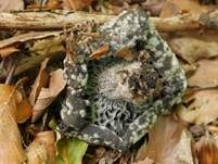 Dickblättriger Schwärztäubling, Foto 21