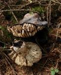 Dickblättriger Schwärztäubling, Foto 22