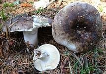 Dickblättriger Schwärztäubling, Foto 23