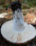 Dickblättriger Schwärztäubling, Foto 26
