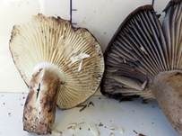 Dickblättriger Schwärztäubling, Foto 37
