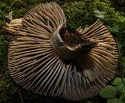 Dickblättriger Schwärztäubling, Foto 11