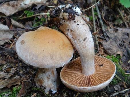 Dickfüssiger Gürtelfuß, Foto 2