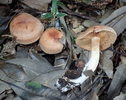 Dickfüssiger Gürtelfuß, Foto 3