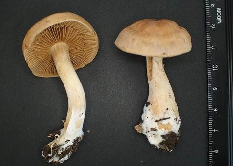 Dickfüssiger Gürtelfuß, Foto 4