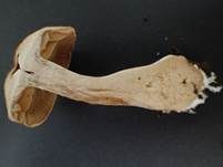 Dickfüssiger Gürtelfuß, Foto 5