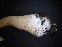 Dickfüssiger Gürtelfuß, Foto 6