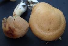 Dickfüssiger Gürtelfuß, Foto 7