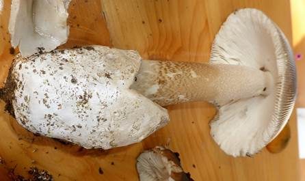 Dickscheidiger Scheidenstreifling, Foto 2